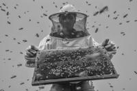 Honey collector